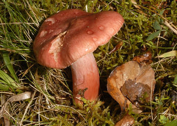 Blutroter Täubling (Russula sanguinea) - © Heinz Prelicz